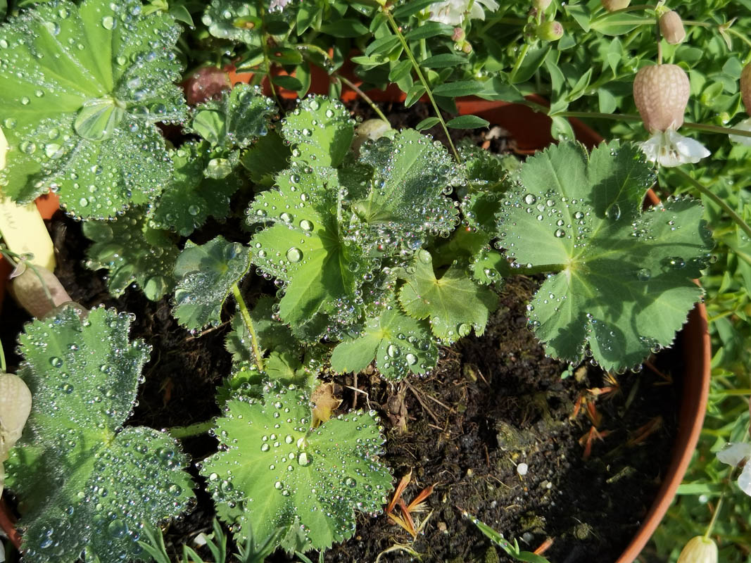 Alchemilla mollis